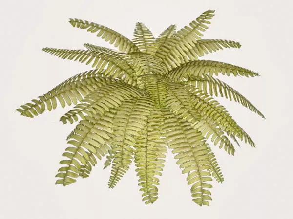 Realistic Fern Plant 3d model