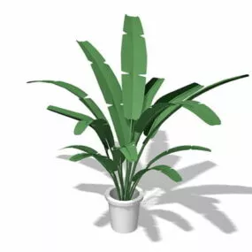Potted Banana Tree 3d model