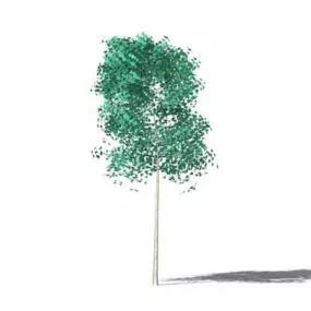 Small Garden Tree 3d model
