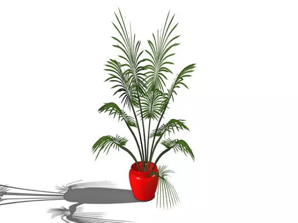 Indoor Potted Palm 3d model Indoor Potted Palm 3d model