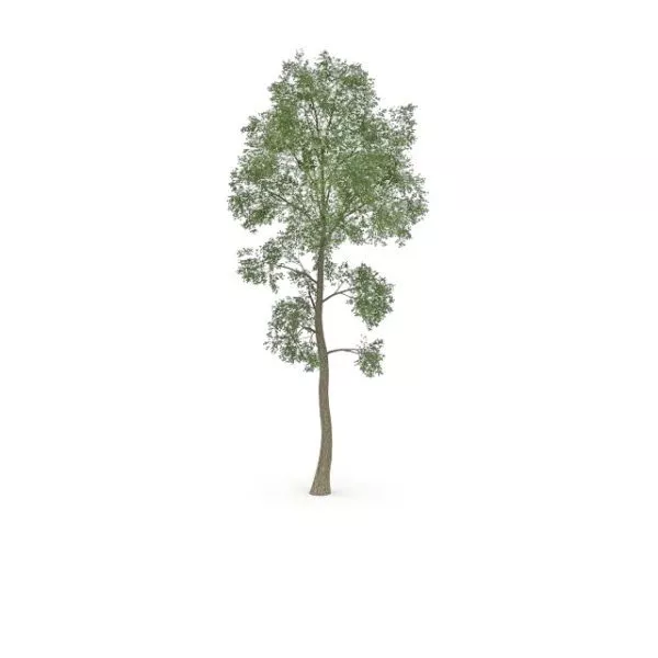 Slippery Elm Tree 3d model Slippery Elm Tree 3d model