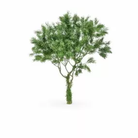 American Tulip Tree 3d model