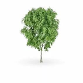 Western Balsam Poplar Tree 3d model