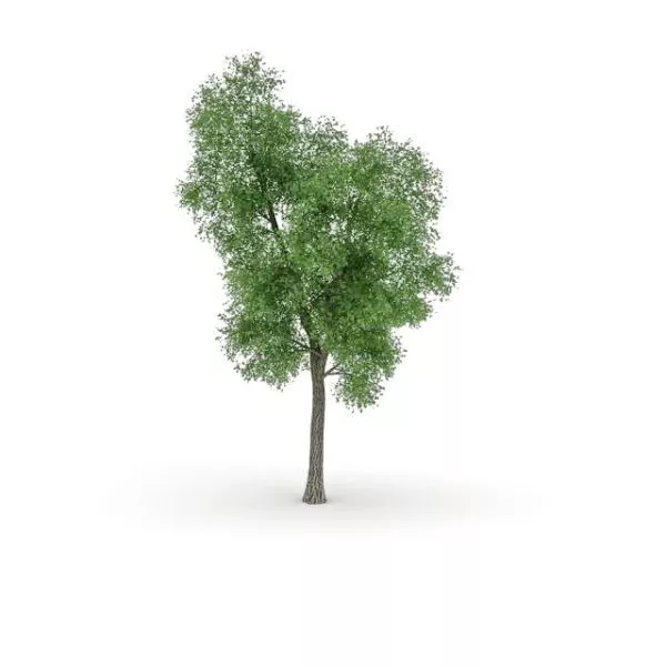 Black Poplar Tree 3d model Black Poplar Tree 3d model