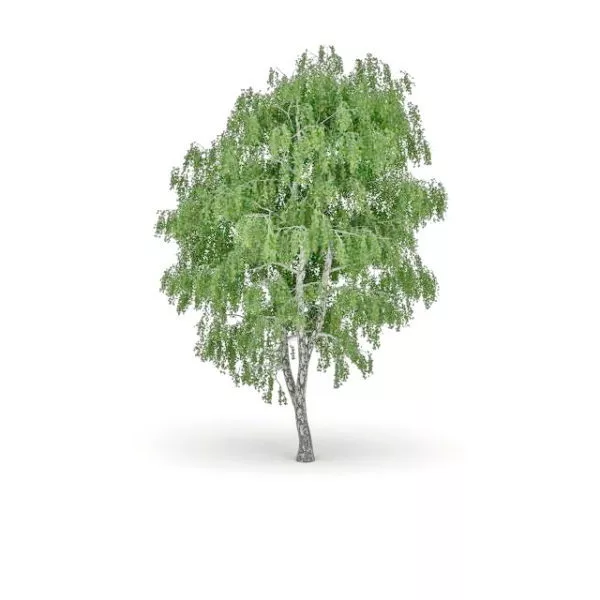 Silverleaf Poplar Tree 3d model Silverleaf Poplar Tree 3d model