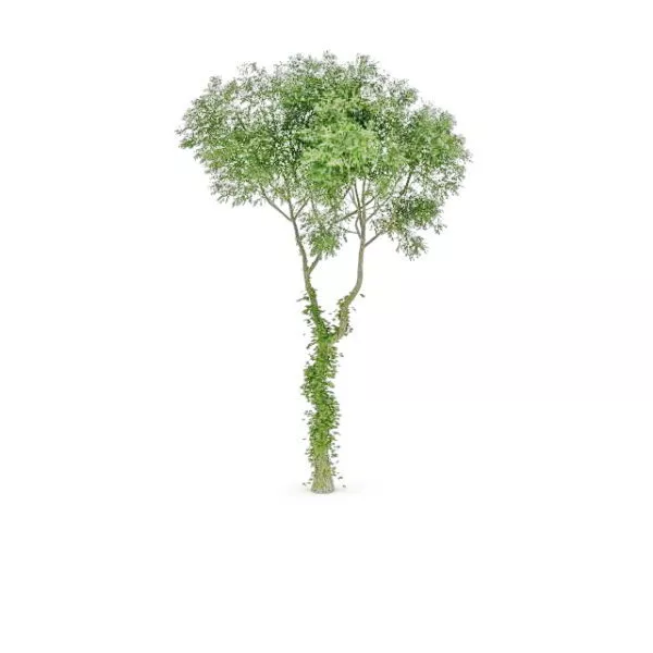 Irish Oak Tree 3d model Irish Oak Tree 3d model