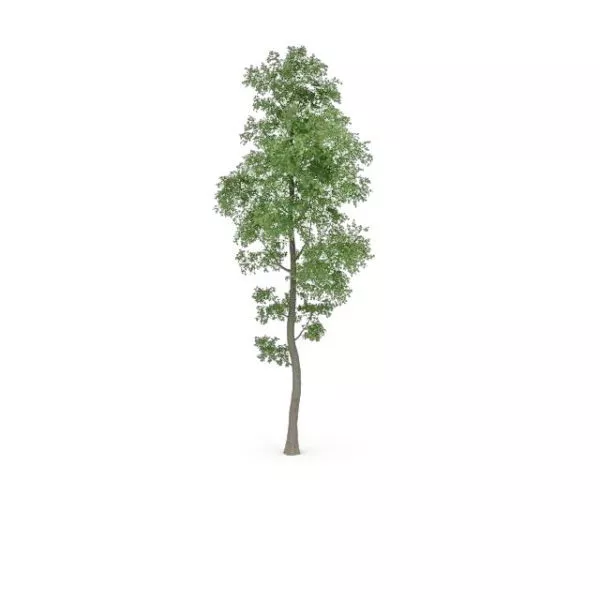 Populus Tremula Tree 3d model Populus Tremula Tree 3d model