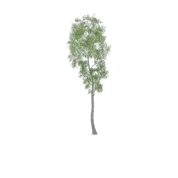 Alamo Cottonwood Tree 3d model Alamo Cottonwood Tree 3d model