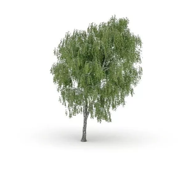 North American Hardwood Tree 3d model North American Hardwood Tree 3d model