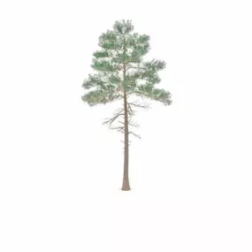 North America Red Pine 3d model