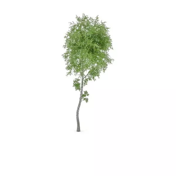 Paper Birch Tree 3d model Paper Birch Tree 3d model