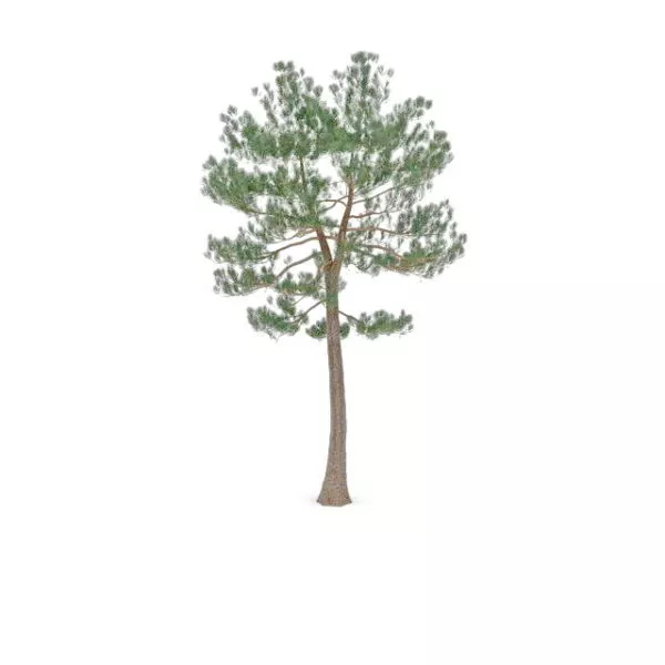 Austrian Pine Tree 3d model Austrian Pine Tree 3d model