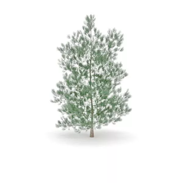 Gray Pine Tree 3d model Gray Pine Tree 3d model