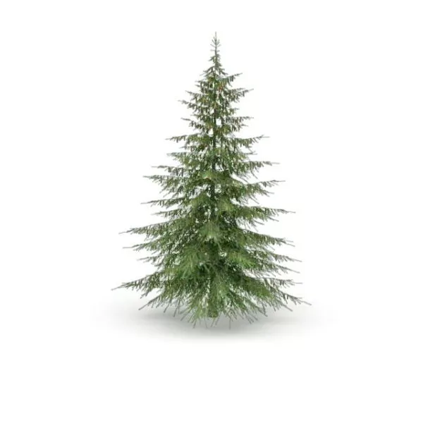 Cedrus Brevifolia Tree 3d model Cedrus Brevifolia Tree 3d model