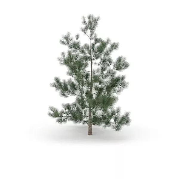 Masson Pine Tree 3d model Masson Pine Tree 3d model