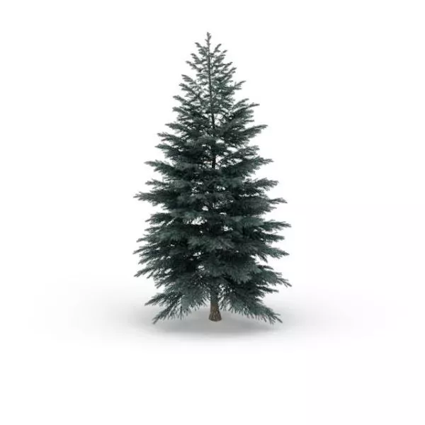 Blue Spruce Tree 3d model Blue Spruce Tree 3d model