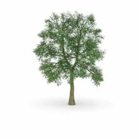 Horse Chestnut Tree 3d model