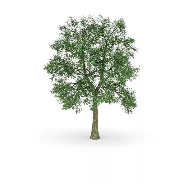 Horse Chestnut Tree 3d model Horse Chestnut Tree 3d model