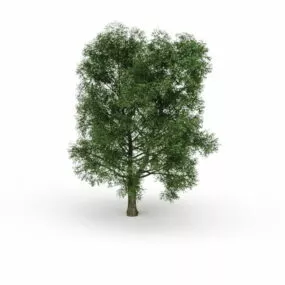 North American Beech Tree 3d model