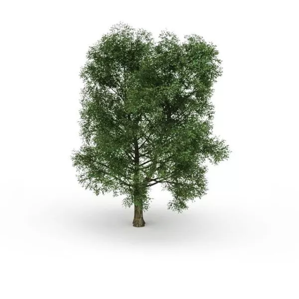 North American Beech Tree 3d model North American Beech Tree 3d model