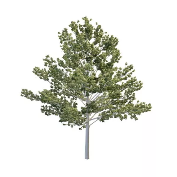 Tall Aspen Tree 3d model Tall Aspen Tree 3d model