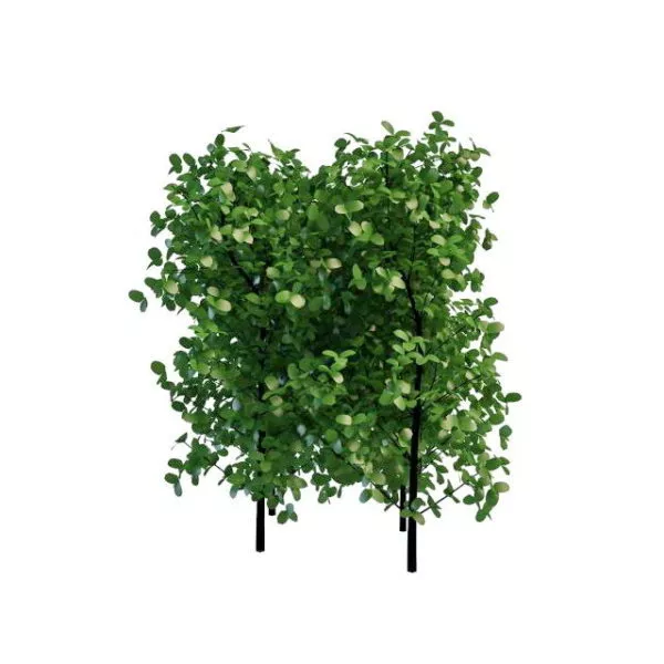 Low Poly Palm Shrub 3d model