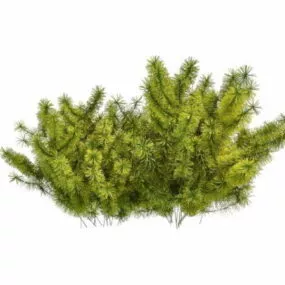 Small Coniferous Shrubs 3d model
