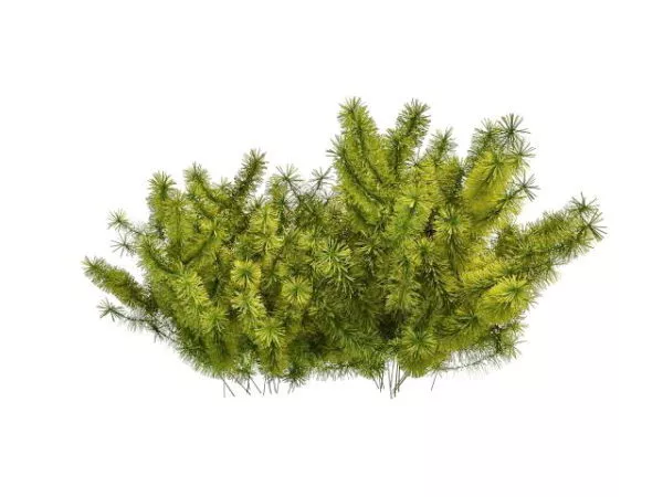Low Poly Palm Shrub 3d model