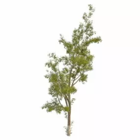Silver Leaf Poplar Tree 3d model