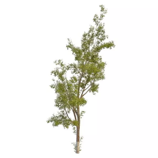 Silver Leaf Poplar Tree 3d model Silver Leaf Poplar Tree 3d model