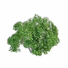 Willow Bushes Shrubs 3d model