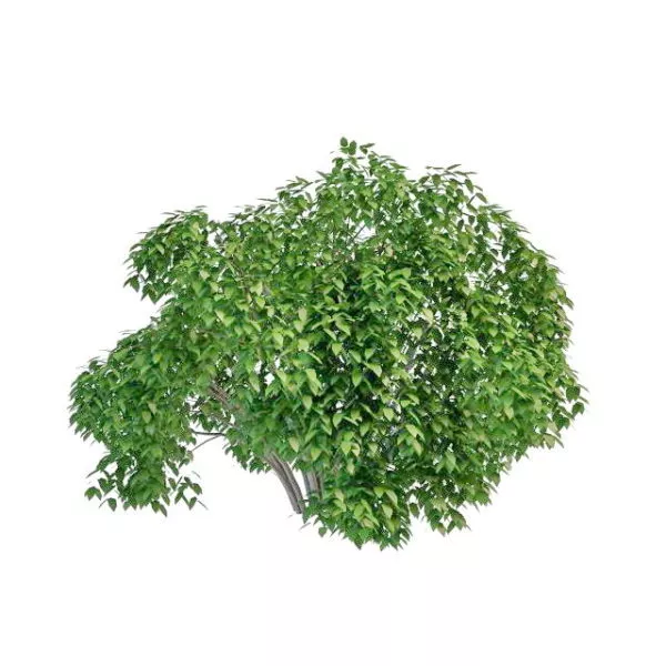 Low Poly Bush 3d model