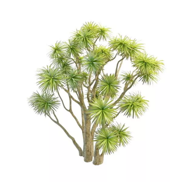 Ornamental Cabbage Tree 3d model Ornamental Cabbage Tree 3d model