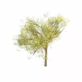 Budding Tree In Spring 3d model