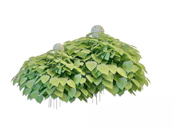 Front Yard Landscaping Plants 3d model Front Yard Landscaping Plants 3d model