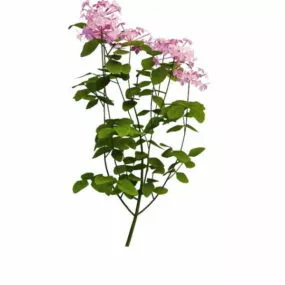 Purple Flowering Plant For Landscaping 3d model