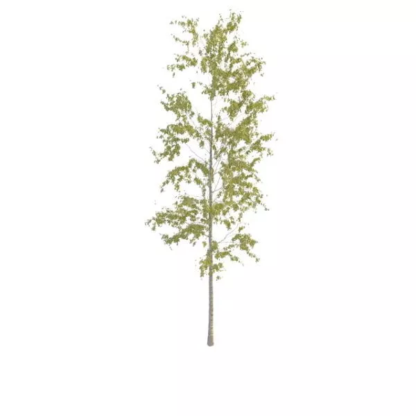Small Birch Tree For Landscaping 3d model Small Birch Tree For Landscaping 3d model
