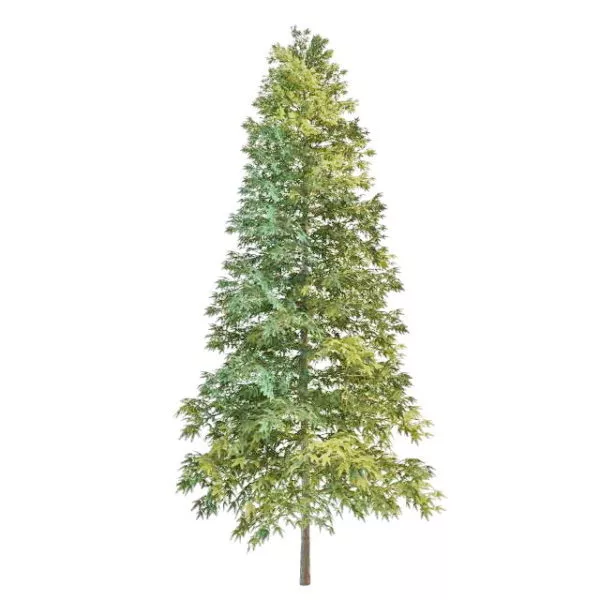 Norway Spruce Christmas Tree 3d model Norway Spruce Christmas Tree 3d model