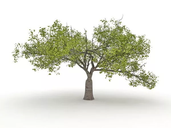 Old Catalpa Tree 3d model Old Catalpa Tree 3d model