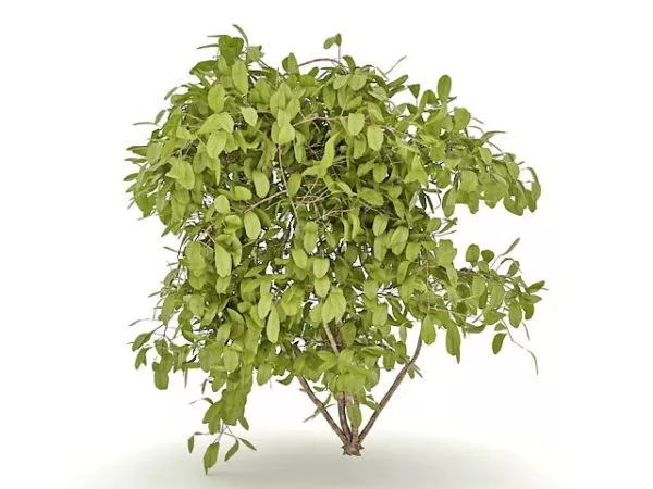Bush Raspberry Tree 3d model