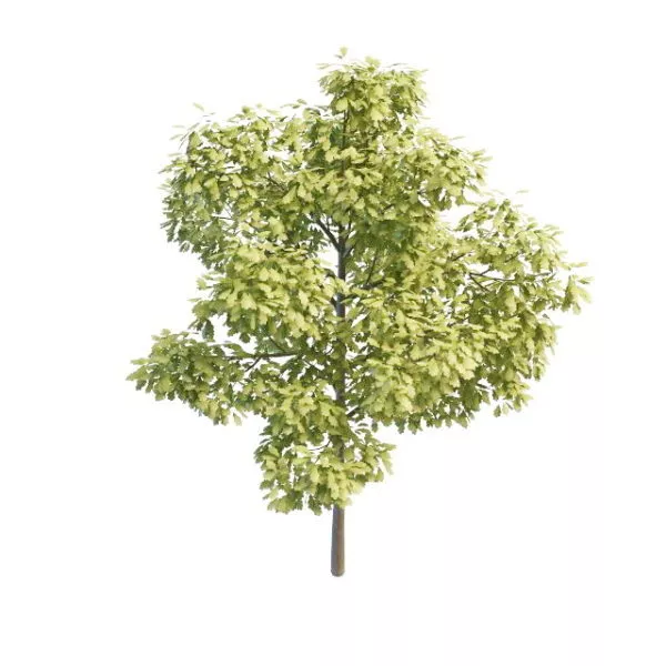 Swamp White Oak Tree 3d model Swamp White Oak Tree 3d model
