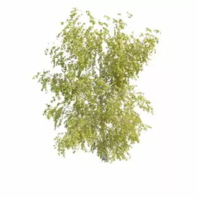 Young Aspen Tree 3d model