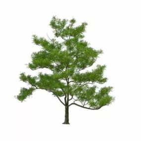Medium Size Mango Tree 3d model