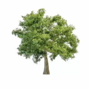 Sausage Tree 3d model