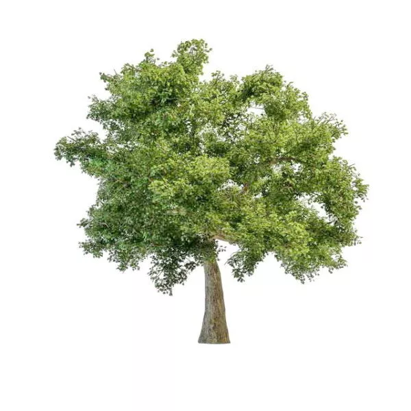 Sausage Tree 3d model Sausage Tree 3d model