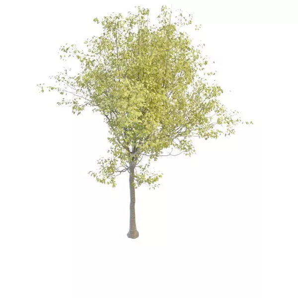 Black Cherry Tree 3d model Black Cherry Tree 3d model