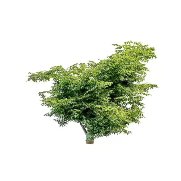 Variegated Dogwood Tree 3d model Variegated Dogwood Tree 3d model
