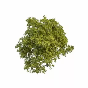 Goat Willow Salix Caprea 3d model