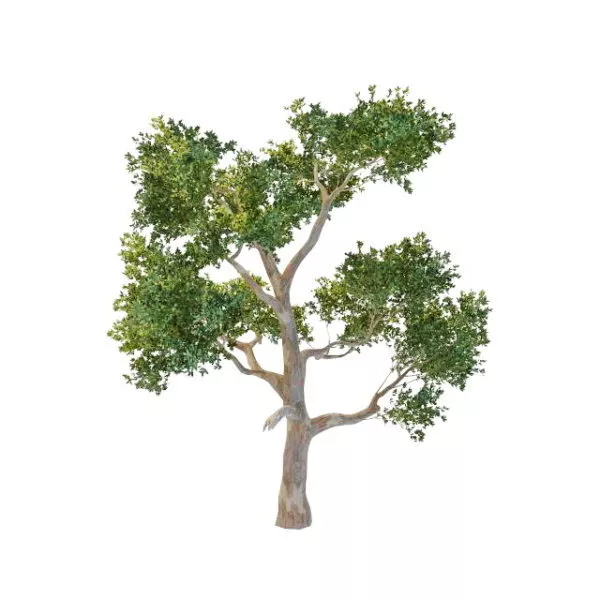 Australian Eucalyptus Tree 3d model Australian Eucalyptus Tree 3d model