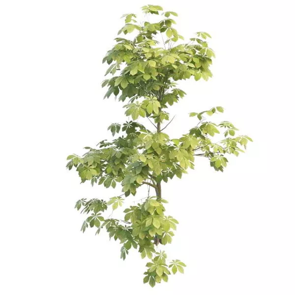 Small Chestnut Tree 3d model Small Chestnut Tree 3d model
